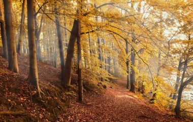 autumn-forest-4561344_1280