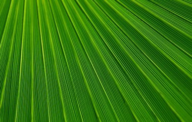 Leaf Gc57ff26d2 1920