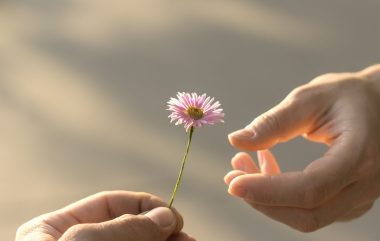 Hand,gives,a,wild,flower,with,love.,romance,,feelings