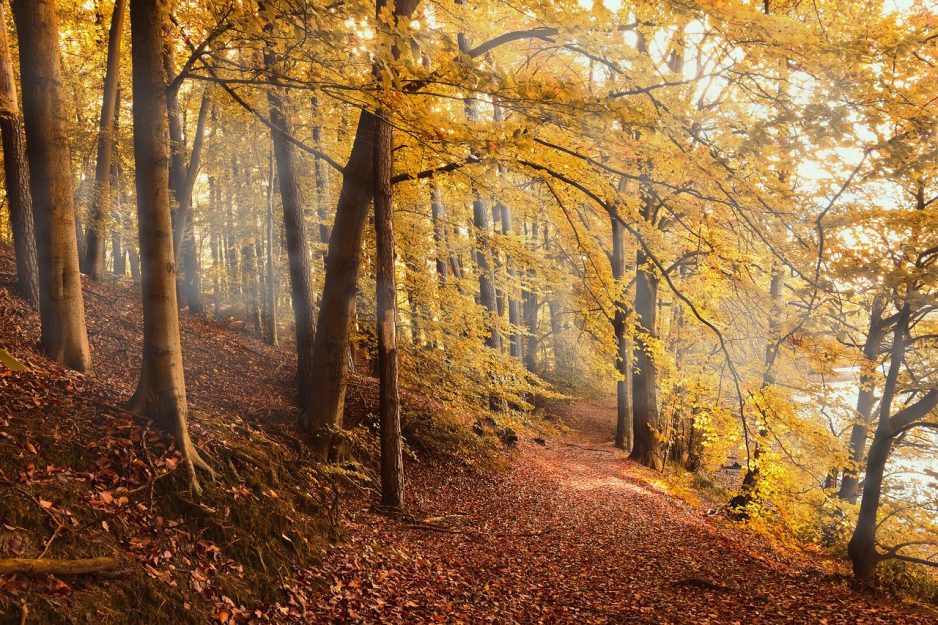 autumn-forest-4561344_1280