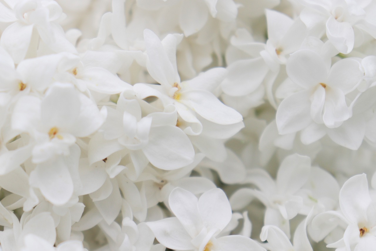 lilacs-4250869_1280