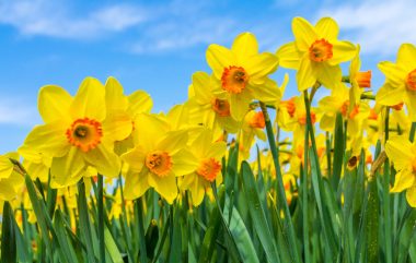 Yellow,dutch,daffodil,flowers,close,up,low,angle,of,view